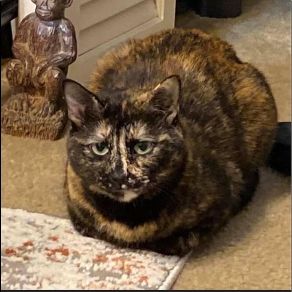 Meet your Posher, Amber - Picture 1 of 1